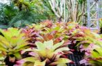 Planting The Bromeliad ( Aechmea Fasciata ) Stock Photo