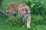 Siberian Tiger (panthera Tigris Altaica) Or Amur Tiger Stock Photo