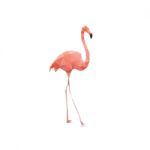 Flamingo Stock Photo