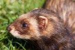 Close-up Shot Of An European Polecat (mustela Putorius) Stock Photo