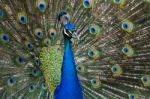 Peacock Bird Showing Off His Beautiful Feathers Stock Photo