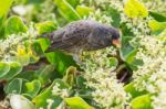 Ground Finch Bird On Santa Cruz Island In Galapagos Stock Photo