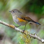 Female Himalayan Bluetail Stock Photo