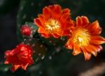 Opuntia Quintensis Stock Photo