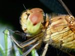 Dragonfly In The Garden Stock Photo