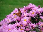 Butterfly Closeup Stock Photo