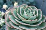 Succulent Plant Stock Photo