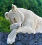 Image Of A Funny White Lion Trying Not To Sleep Stock Photo