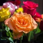 A Bunch Of Colourful Roses Out In The Garden Stock Photo