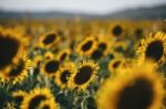 Sunflowers In A Field In The Afternoon Stock Photo