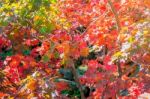 Maple In Autumn In Korea Stock Photo