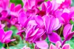 Purple Cyclamen Flower In Garden Stock Photo