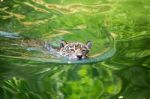 Orange Jaguar Swimming Stock Photo