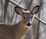 Beautiful Isolated Picture With A Cute Wild Deer In The Forest Stock Photo