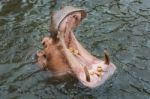 Hippopotamus With Mouth Open Stock Photo