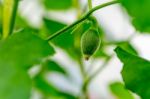 After Flowering Is Developing A Small Stock Photo