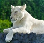 Photo Of A Funny White Lion Trying Not To Sleep Stock Photo