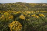 Landscape With Ulex Densus Shrubs Stock Photo