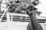 Alpaca In A Field. Black And White  Stock Photo