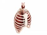 Human Lungs Stock Photo