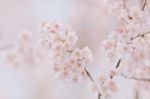 Cherry Blossom Sakura Flowers With Pink Background Stock Photo