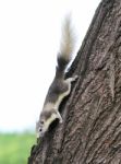 Eastern Gray Squirrel On A Tree Stock Photo