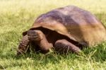 Giant Turtle From Galapagos Stock Photo