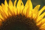 Sunflowers In A Field In The Afternoon Stock Photo