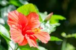 Hibiscus Stock Photo