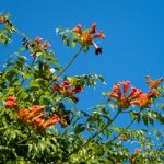 Trumpet Vine (campsis Radicans) Stock Photo