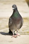 Pigeon Walking Stock Photo