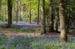 Bluebells In Staffhurst Woods Near Oxted Surrey Stock Photo