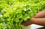 Organic Hydroponic Stock Photo