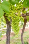 Green Grapes On The Vine Stock Photo