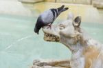 Sienna, Tuscany/italy - May 18 : Pigeon Drinking From The Mouth Stock Photo