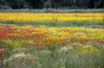 A Field Of Spring Flowers In Castiglione Del Lago Stock Photo