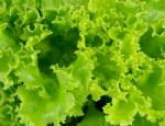 Fresh Green Lettuce Background Stock Photo