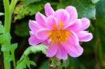 Pink Delphinium Flower In Garden Stock Photo