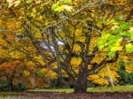 Acer Soccharinum Tree In Autumn Stock Photo