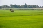 Rice Field Stock Photo