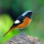 Male Daurian Redstart Stock Photo