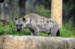 Spotted Hyena Stock Photo