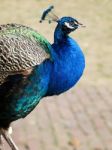 Male Peacock Walking On Stony Path Stock Photo