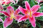 Stargazer Lily Flower Stock Photo