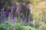 Lavender Flower Stock Photo