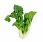 Bok Choy Vegetable Isolated Stock Photo