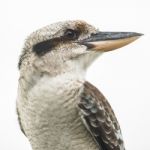 Kookaburra Gracefully Resting During The Day Stock Photo