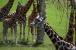 Giraffes Stock Photo