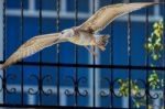 Common Gull In Flight Stock Photo