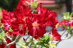 Red Adenium Flowers Stock Photo